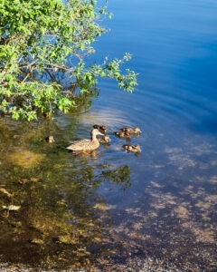 ki-25 • 3 • kot-ink.ru Tattoo +7 (926) 254-72-50 • (30.10.2025) • kot-ink.ru • Тату Мастер - Алексей Кот (tattoo artist) ki 25