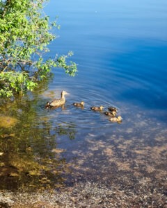 Tattoo +7 (926) 254-72-50 • (30.10.2025) • kot-ink.ru • Тату Мастер - Алексей Кот (tattoo artist) ki 34