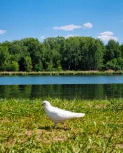 Tattoo +7 (926) 254-72-50 &bull; (04.12.2025) &bull; kot-ink.ru &bull; Тату Мастер - Алексей Кот (tattoo artist) ki 36