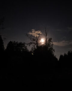 Tattoo +7 (926) 254-72-50 &bull; (16.01.2026) &bull; kot-ink.ru &bull; Тату Мастер - Алексей Кот (tattoo artist) kot 392